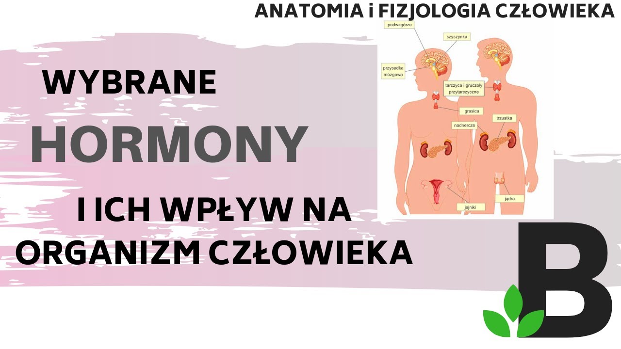 Sprawdzian Z Biologii Układ Hormonalny I Nerwowy Wybrane HORMONY i ich wpływ na organizm - układ hormonalny - Anatomia