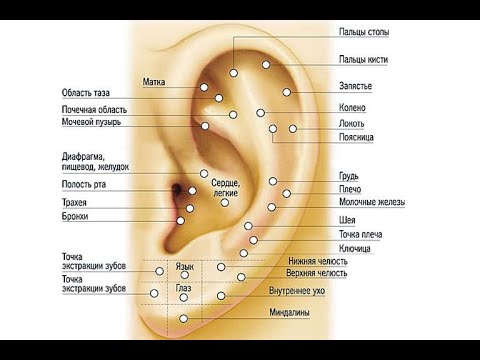 Video: Аурикулярдык кошумчалар жана чуңкурлар деген эмне?