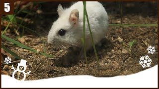 ep.5) Wild hamster preparing for winter  6 month update