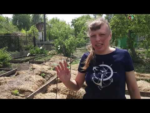 КАК ВОССТАНОВИТЬ ПЛОДОРОДИЕ ПОЧВЫ ЗА 2 СЕЗОНА