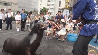 アシカが打ち水でお出迎え 東京・品川アクアスタジアム
