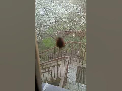 божа коровка - YouTube
