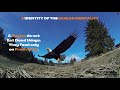 5 IDENTITY OF THE EAGLE&#39;S MENTALITY