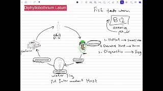 شرح طفيليات تحليلات مرضية المرحلى الثانية.         شرح طفليلي Diphyllobothrium Latum