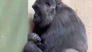 Download Lagu Highlights beautiful Gorilla Baby MIZANI with her Mother ❤️ 🐒 MP3 Download Lagu Highlights beautiful Gorilla Baby MIZANI with her Mother ❤️ 🐒 MP3