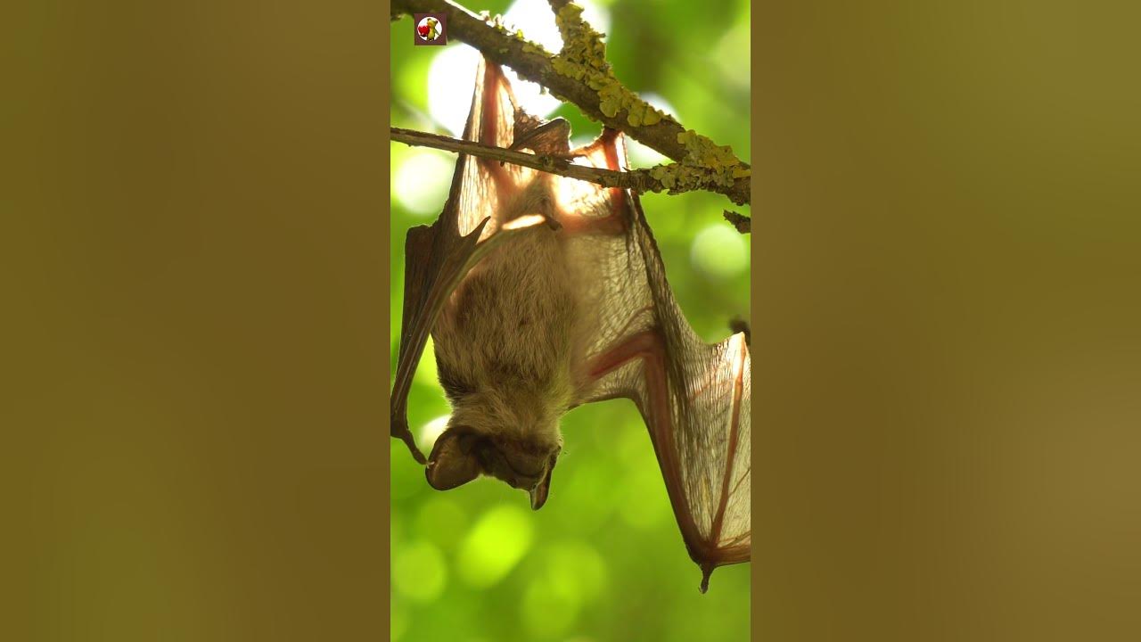 Bat Sounds 🦇️ YouTube