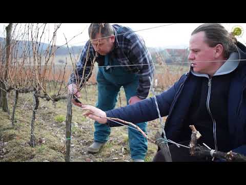 Videó: Aktinidiumok Kialakulása és Metszése