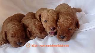 Toy poodle puppies, two weeks and three days old