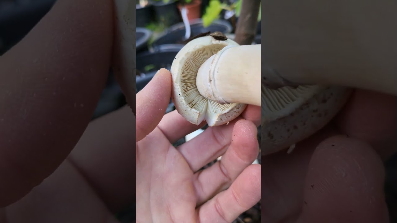 Pilzsaison bei den Feigen 😱🤣💪😁 #relaxingmusic #nature #relaxing - YouTube Pilzsaison bei den Feigen 😱🤣💪😁 #relaxingmusic #nature #relaxing - YouTube