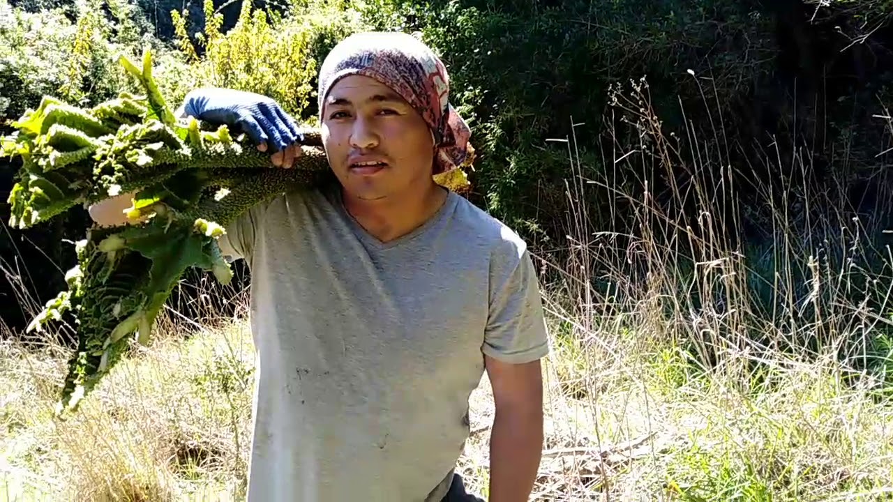 Otra temporada de nalcas