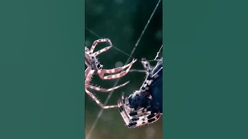 صوت ونفس طويل عجيب رهيب /تلاوة نادرة من سورة الروم /قارئ ليته اشتهر كعبد الباسط والمنشاوي/surah rum
