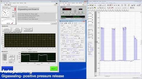 Automated whole cell patch clamp recording in vivo