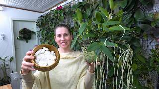Plante a sua orquídea assim que ela vai virar uma TOUCEIRA ENORME
