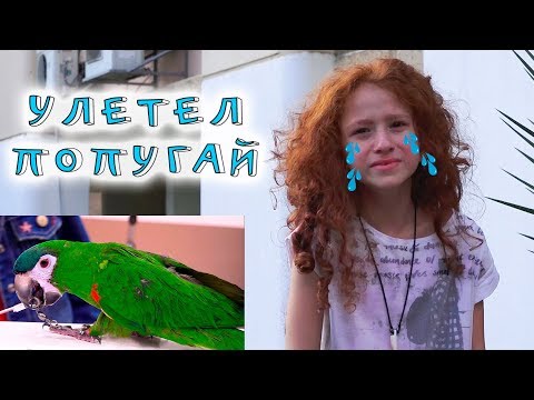 Видео: Как да лекуваме настинка при папагал