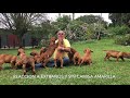 FiLA BRASILEIRO COLOMBIA  HACIENDA LA SOLEDAD