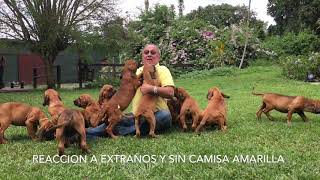 FiLA BRASILEIRO COLOMBIA  HACIENDA LA SOLEDAD