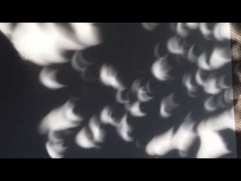 Solar eclipse through leaves.