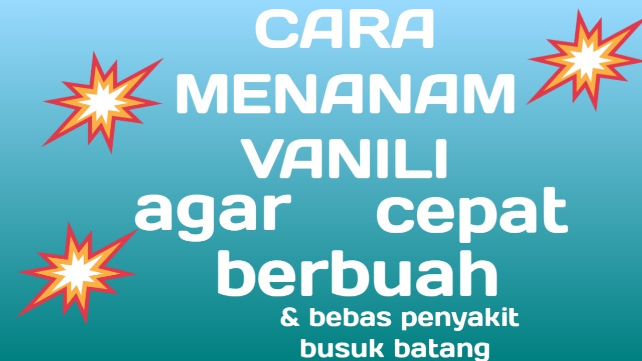 cara menanam vanili agar tidak busuk batang dan cepat berbuah 