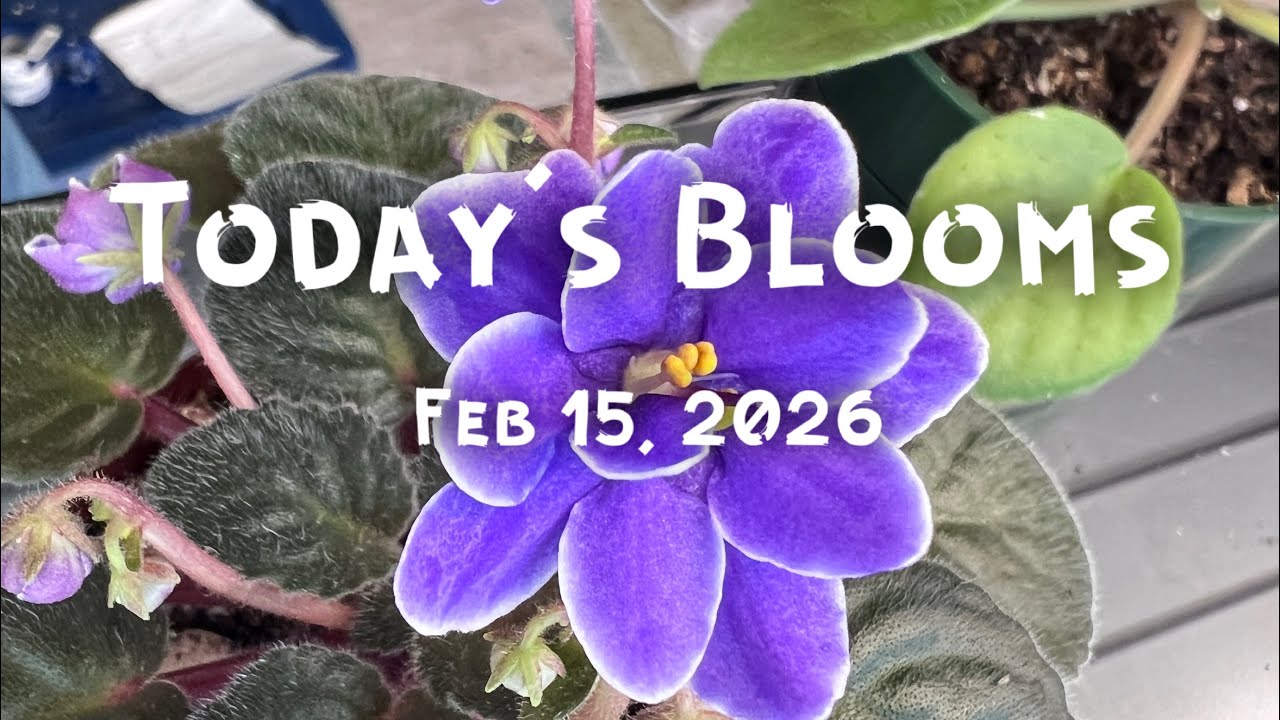 Today’s Blooms African Violets & Streptocarpus
