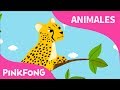 Rápido Guepardo | Guepardo | Animales | PINKFONG Canciones Infantiles