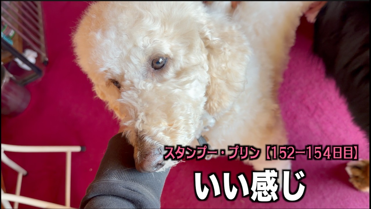いい顔するようになったプリン【プードル152 154日目】