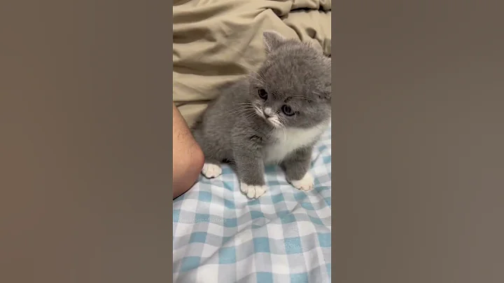 Part 60  #funny #cat#ForYouPage