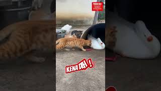 KUCING KEJUTIN ANGSA PAKE PETASAN