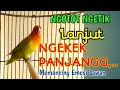 Berusaha Memancing Emosi Lawan, Lovebird ini Ngotot Ngetik Lanjut Ngekek Panjang