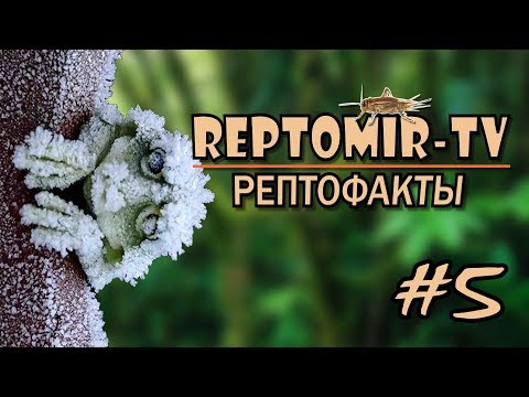 Где зимуют лягушки? Анабиоз. РЕПТОФАКТЫ №5