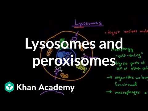 Video: Når et lysosom smelter sammen med et fagosom/mat resulterer det i dannelsen av?