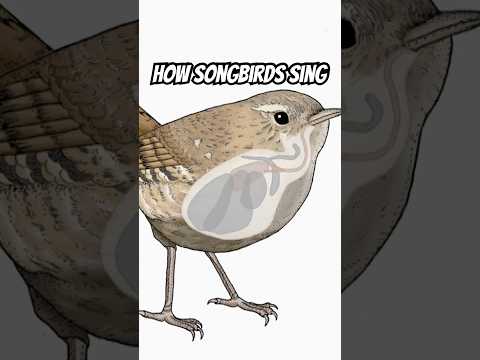 The secret behind a songbird’s song. #birdsounds #birds #wildlife #stem #naturepbs