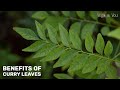Health benefits of curry leaves  curry leaves benefits  curry leaves drink  ventunoyoga