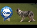 Agility - Large International Invitation Jumping Competition (Part 1) | Crufts 2017