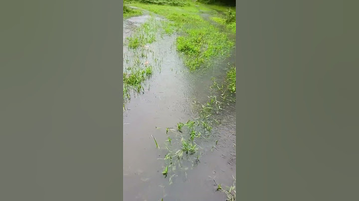വീണ്ടും വെള്ളം കൂടി ഇന്നത്തെയും ഇന്നലത്തെയും നിർത്താതെ യുള്ള മഴയിൽ വെള്ളം പൊങ്ങി ###