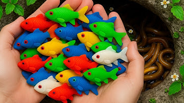 The incredible catch colorful aquarium fish in small pond nemo fish, turtle, platy fish, glas fish.