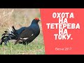 Охота на тетерева на току.