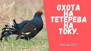 Охота на тетерева на току. Охота на тетерева на току.