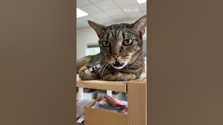 ㄋㄞ到不行的大貓咪❤️  #貓 #cat