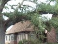 Massive Oak Split (Worth Watching!)