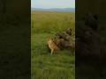 Dogs attack lion #funny #animals #dog #lion