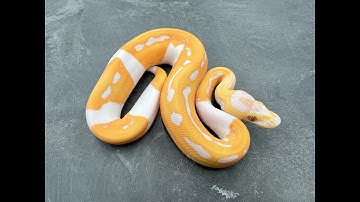 I crushed the odds on this Inception/Dreamsicle Ball Python Clutch!