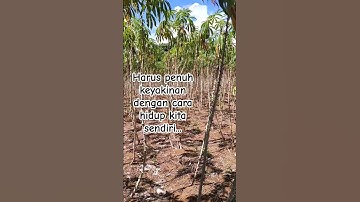 kebun singkong...#fyp. #shorts  #beranda #kutipanmotivasi  #Butet73