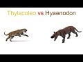 Thylacoleo vs Hyaenodon 2019