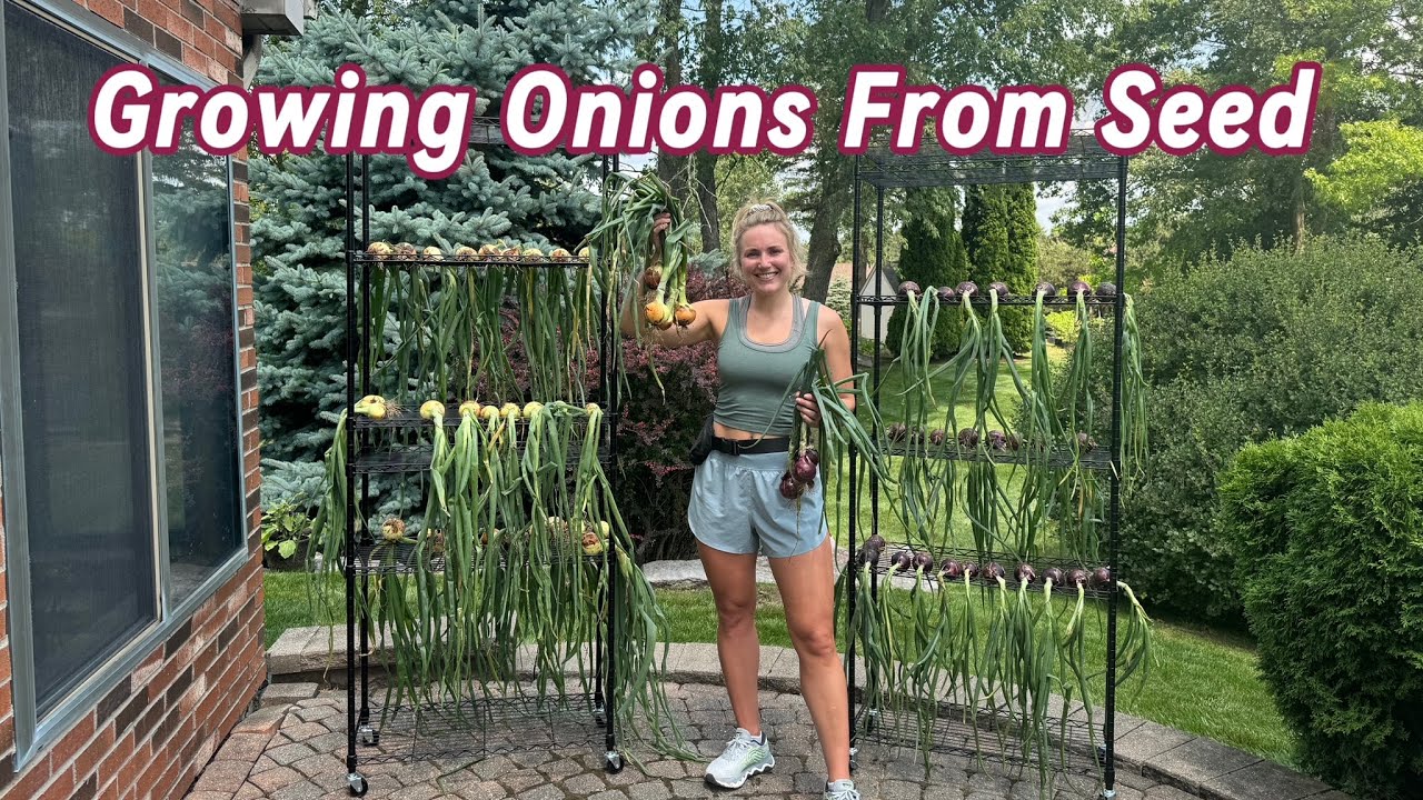 Harvesting & Curing Onions - Growing Onions From Seed in Michigan - YouTube