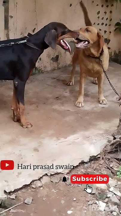 dog vidio #shortvideo #shortsviral #dog #statusvideo