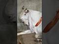 Deonar Bakra Mandi..#shorts #deonarbakra #deonarmandi #bakramandi #goats #bakra #animals #trending