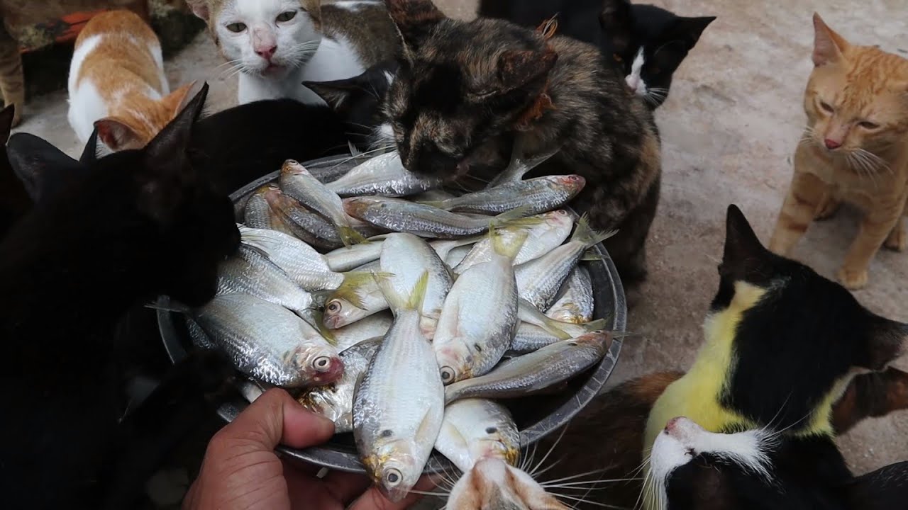 Raw Feeding Give fish for cats Fish food cats YouTube
