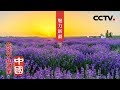 《你所不知道的中国》丝路花雨 魅力新疆（下）| CCTV纪录