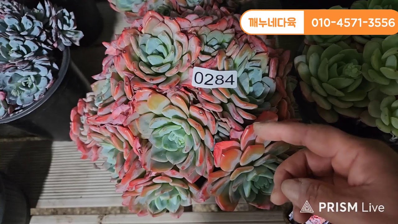 #깨누네다육  #다육  #깨누네다육  주 말 ~~~