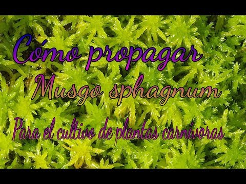 Video: ¿Dónde crece el musgo sphagnum?